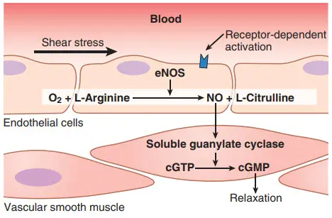 Nitric oxide synthase