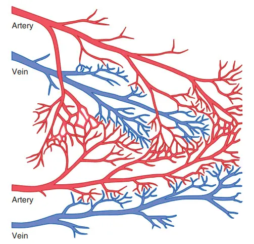Nối mạch trong hệ thống động mạch vành bình thường