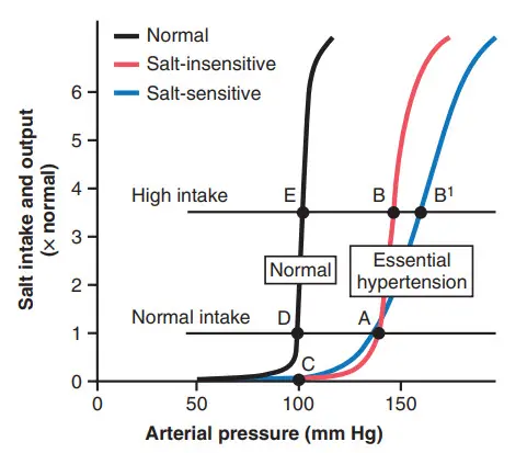 Phân tích sự điều hòa áp lực động mạch trong tăng huyết áp