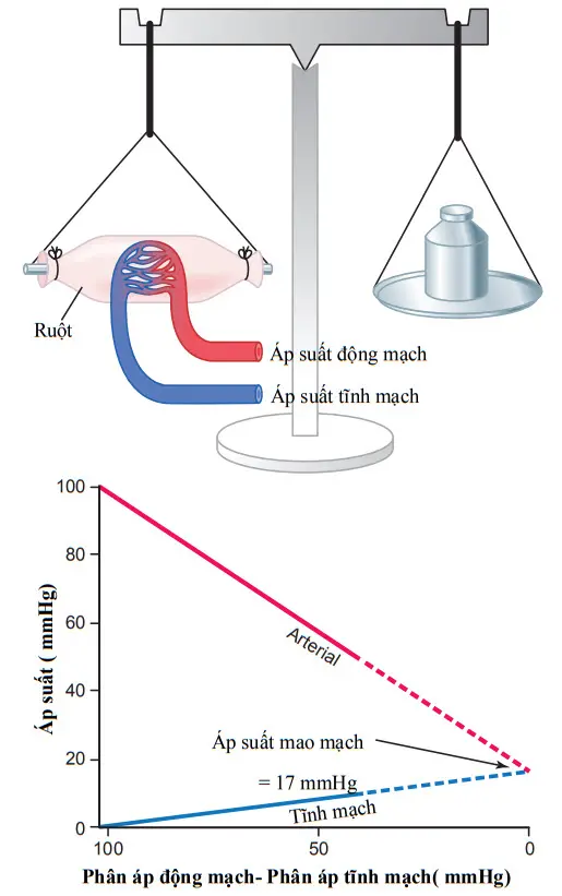 Phương pháp đẳng trọng đo áp suất mao mạch