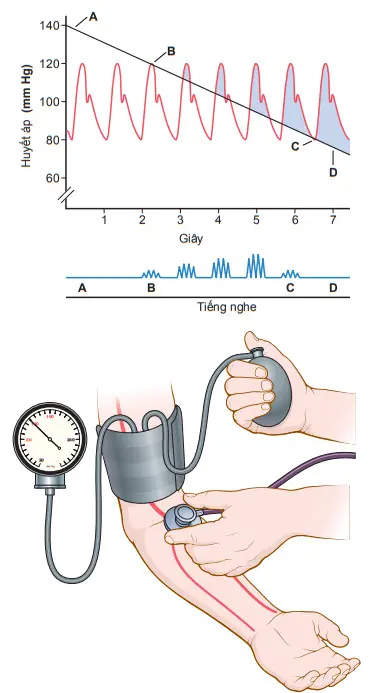 Phương pháp đo huyết áp tâm thu, tâm trương trên lâm sàng