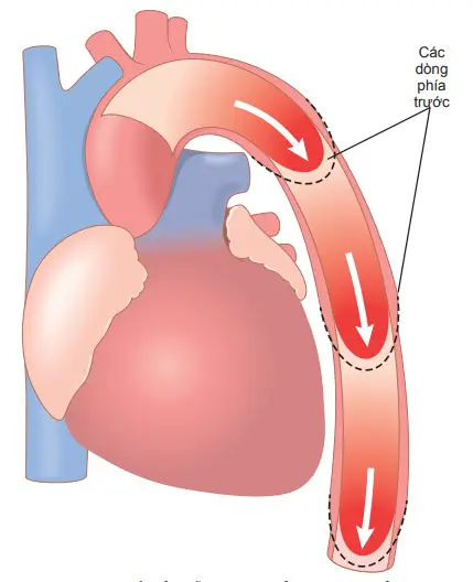 Sơ đồ biểu diễn sự di chuyển của áp lực đẩy máu trong lòng động mạch chủ
