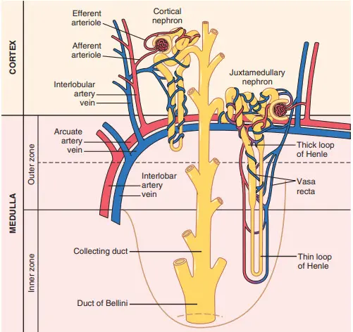 Sơ đồ mối quan hệ giữa các mạch máu và cấu trúc ống