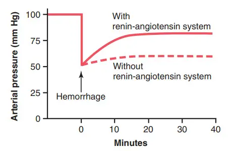 Tác dụng bù áp của hệ thống co mạch renin angiotensin sau khi xuất huyết nặng