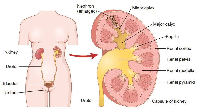 Tổ chức của thận và hệ tiết niệu