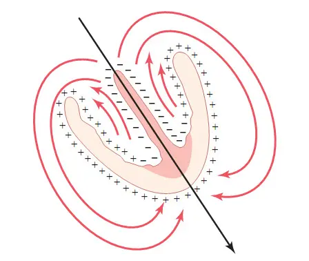 Vector trung bình khử cực tâm thất