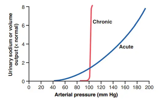 Ảnh hưởng cấp tính và mãn tính của áp lực động mạch lên lượng natri của thận