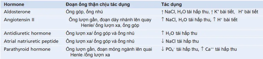 Các hormon điều hòa quá trình tái hấp thu của ống thận