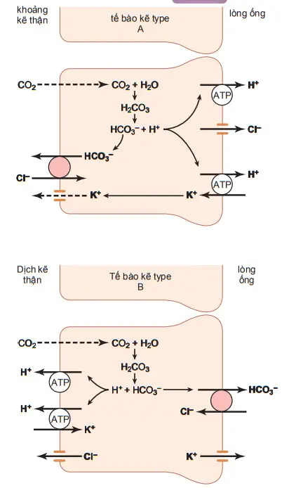 Các tế bào ống góp