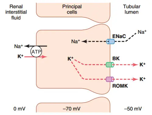 Cơ chế bài tiết kali và tái hấp thu natri của các tế bào chính