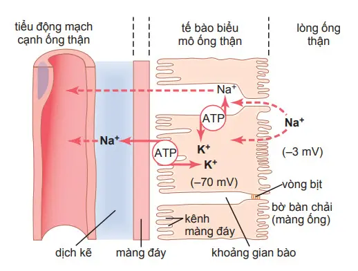 Cơ chế cơ bản để vận chuyển tích cực natri