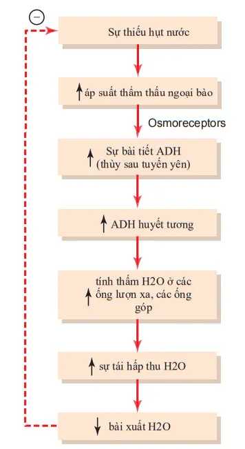 Cơ chế feedback osmoreceptor-hormone chống bài niệu