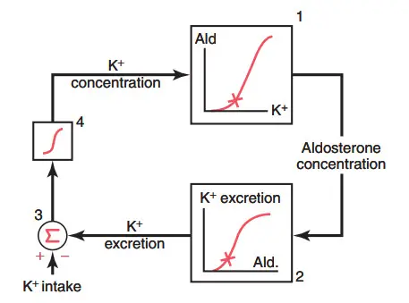 Cơ chế phản hồi cơ bản để kiểm soát nồng độ kali