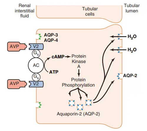 Cơ chế tác dụng của arginine vasopressin