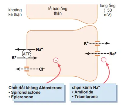 Cơ chế tái hấp thu Natri-Clo