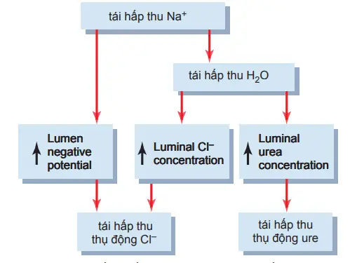 Cơ chế tái hấp thu nước, clorua, và urê cùng với tái hấp thu natri