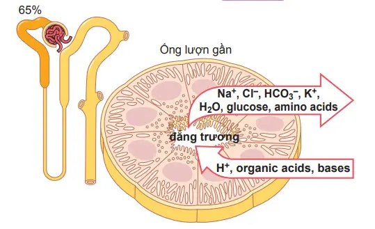 Đặc điểm siêu cấu trúc tế bào và vận chuyển chính của ống lượn gần