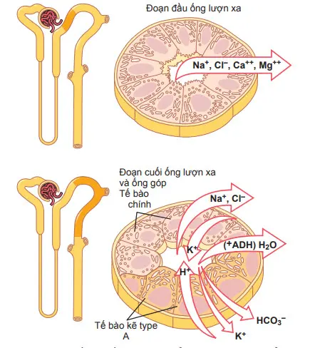 Đặc điểm siêu cấu trúc và vận chuyển tế bào của ống lượn xa