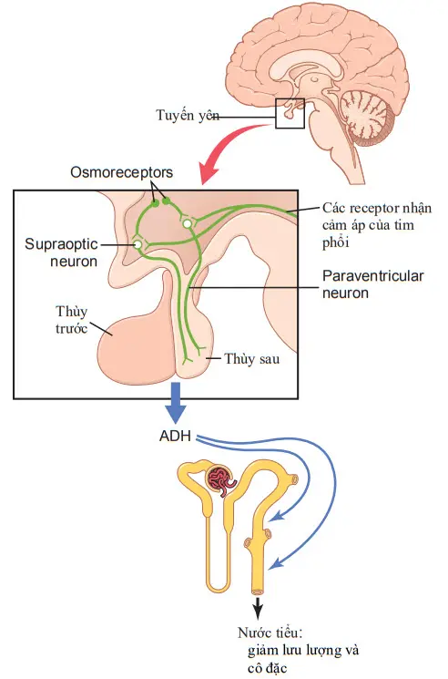 Giảỉ phẫu thần kinh của vùng dưới đồi