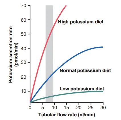 Liên quan giữa tốc độ dòng chảy trong ống góp với sự bài tiết kali