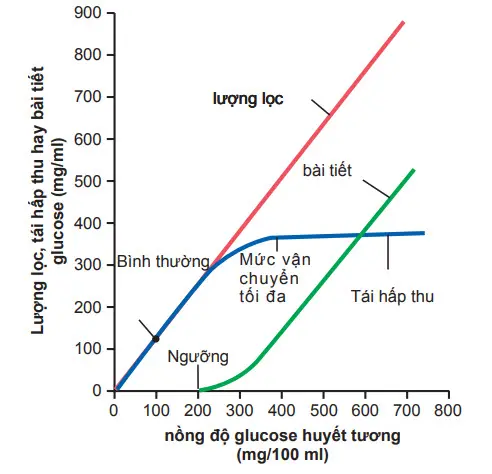 Mối liên quan giữa lượng glucose đã lọc