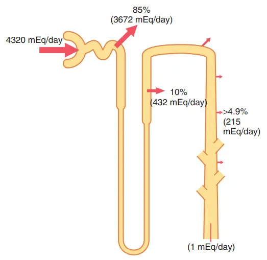 Quá trình tái hấp thu bicarbonat trên những đoạn khác nhau của ống thận