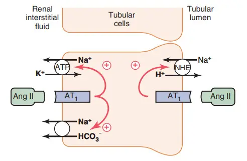 Tác dụng trực tiếp của Angiotensin