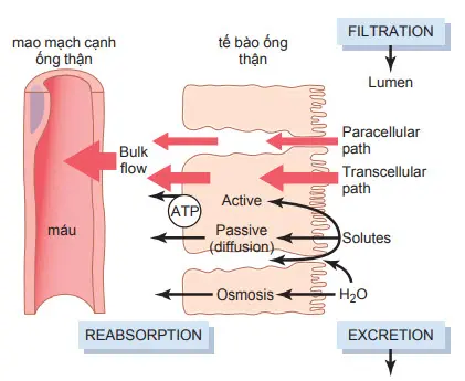 Tái hấp thu dịch lọc và chất tan từ lòng ống thận