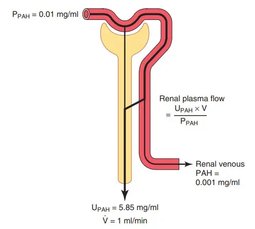 Tính lưu lượng huyết tương qua thận