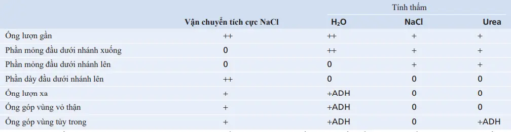 Tóm tắt các đặc tính ống thận