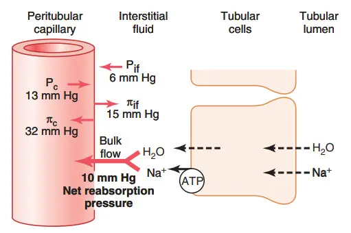 Tổng kết các lực thủy tĩnh và áp lực keo quyết định quá trình tái hấp thu