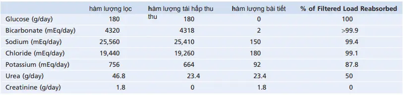 Tỉ lệ lọc, bài tiết, tái hấp thu tại thận của các chất