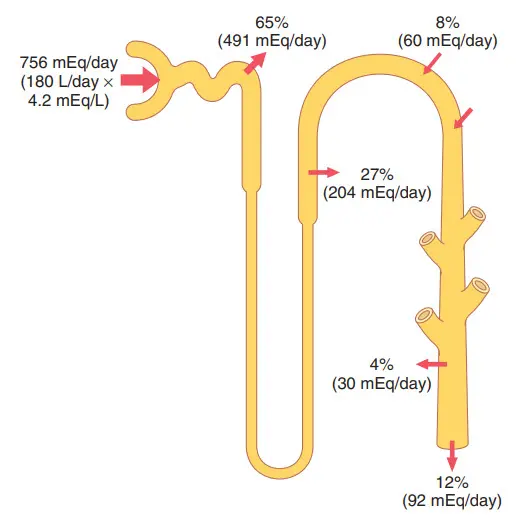 Vị trí tái hấp thu và bài tiết kali ở ống thận