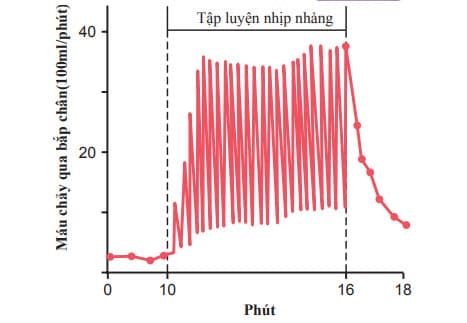 Ảnh hưởng của bài tập cơ lên lượng máu chảy qua bắp chân trong khi co cơ mạnh nhịp nhàng