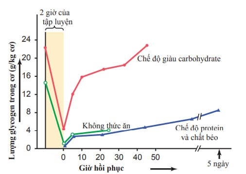 Ảnh hưởng của chế độ ăn đến tốc độ hồi phục glycogen trong cơ sau tập luyện kéo dài