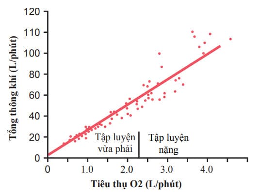 Ảnh hưởng của tập luyện lên sự tiêu thụ O2 và tỉ lệ thông khí.