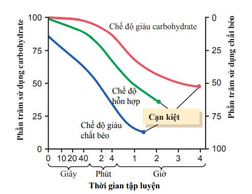 Ảnh hưởng của thời gian tập luyện, cũng như chế độ ăn trên tỉ lệ phần trăm tương đối của carbohydrate và chất béo được sử dụng tạo năng lượng ở cơ