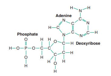 Axit deoxyadenylic, một trong những nucleotide tạo ra lên DNA