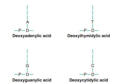 Biểu tượng cho bốn nucleotide kết hợp để tạo thành DNA