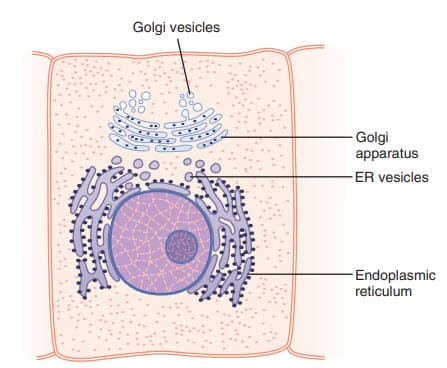 Một bộ máy Golgi điển hình