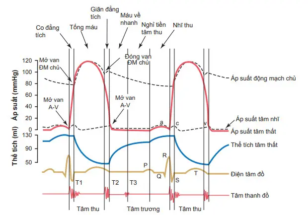 Các diễn biến của chu chuyển tim