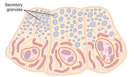 Các hạt bài tiết (túi tiết) trong các tế bào acinar của tuyến tụy