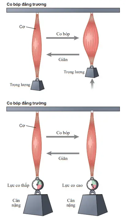 Các hệ thống đẳng trương và đẳng trường cho ghi lại co bóp cơ