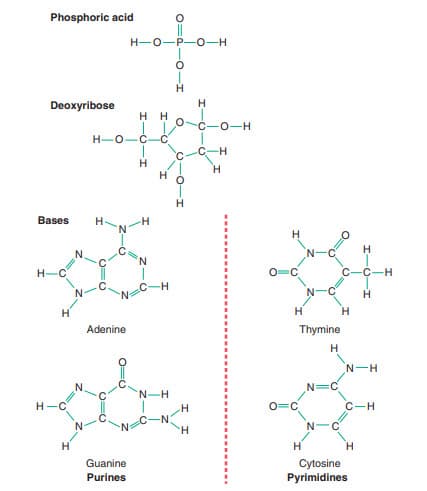 Các khối xây dựng cơ bản của DNA