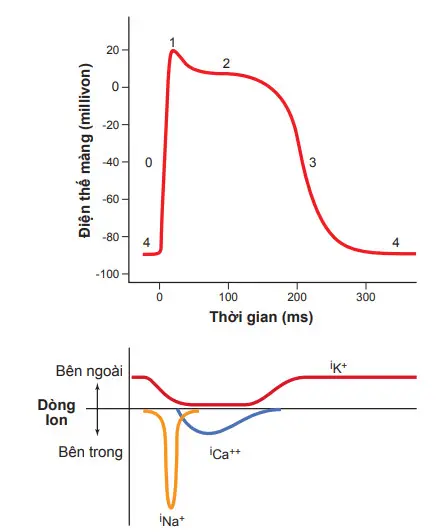 Các pha điện thế hoạt động của tế bào cơ tâm thất