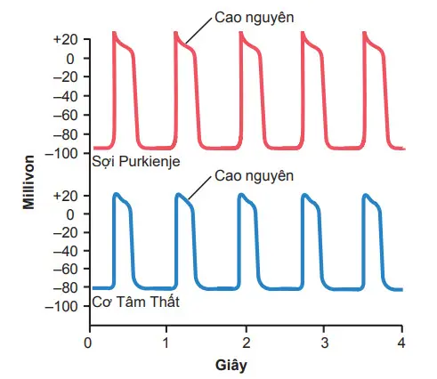 Các tính năng điện thế nhịp điệu