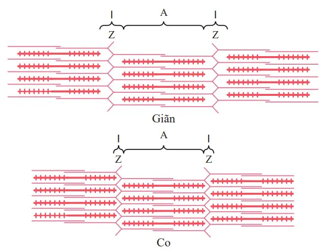 Các trạng thái giãn và co của một tơ cơ