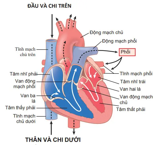 Cấu trúc của tim và dòng máu chảy qua buồng tim và van tim