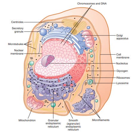 Cấu trức của một tế bào điển hình