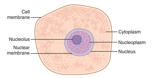 Cấu trúc của tế bào khi nhìn kính hiển vi